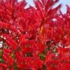 Staghorn Sumac (Rhus Typhina) - 1 Gallon Pot 2 Staghorn Sumac (Rhus Typhina) - 1 Gallon Pot -Plant Shop rhus typhina staghorn sumac 11