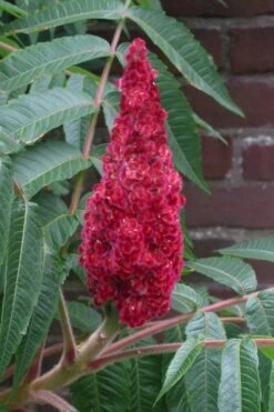 Staghorn Sumac (Rhus Typhina) - 1 Gallon Pot 16 Staghorn Sumac (Rhus Typhina) - 1 Gallon Pot -Plant Shop rhus typhina staghorn sumac 2