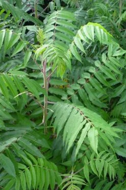 Staghorn Sumac (Rhus Typhina) - 1 Gallon Pot 15 Staghorn Sumac (Rhus Typhina) - 1 Gallon Pot -Plant Shop rhus typhina staghorn sumac 3
