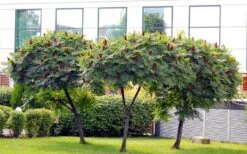 Staghorn Sumac (Rhus Typhina) - 1 Gallon Pot 13 Staghorn Sumac (Rhus Typhina) - 1 Gallon Pot -Plant Shop rhus typhina staghorn sumac 5