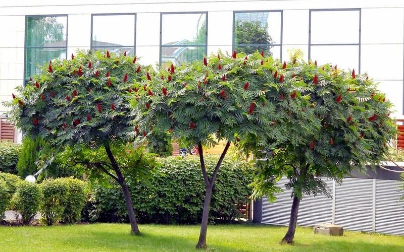 Staghorn Sumac (Rhus Typhina) - 1 Gallon Pot 6 Staghorn Sumac (Rhus Typhina) - 1 Gallon Pot - Image 4