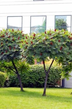Staghorn Sumac (Rhus Typhina) - 1 Gallon Pot 17 Staghorn Sumac (Rhus Typhina) - 1 Gallon Pot -Plant Shop rhus typhina staghorn sumac 7