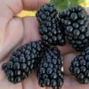 Prime Ark Horizon Blackberry Plant - 1 Gallon Pot 1 Prime Ark Horizon Blackberry Plant - 1 Gallon Pot -Plant Shop rubus prime ark horizon blackberry 1
