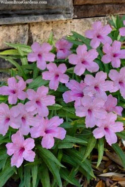 Katie Pink Dwarf Mexican Petunia (Ruellia) - 5 Pack Quart Pots -Plant Shop ruellia katie pink dwarf mexican petunia 11