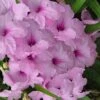 Katie Pink Dwarf Mexican Petunia (Ruellia) - 5 Pack Quart Pots -Plant Shop ruellia katie pink dwarf mexican petunia 14