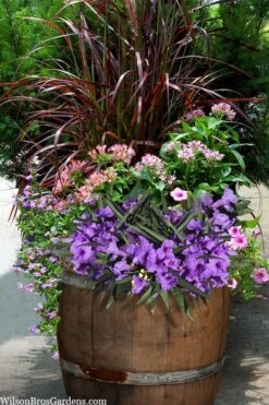 Katie Purple Dwarf Mexican Petunia (Ruellia) - 10 Pack Of Quart Pots -Plant Shop ruellia katie purple dwarf mexican petunia 10