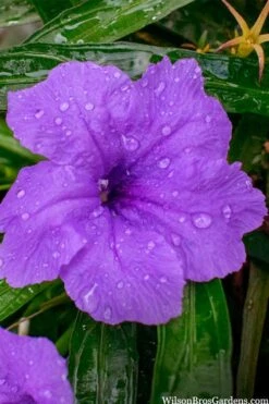 Katie Purple Dwarf Mexican Petunia (Ruellia) - 10 Pack Of Quart Pots -Plant Shop ruellia katie purple dwarf mexican petunia 12