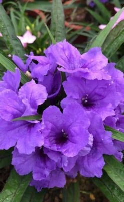 Katie Purple Dwarf Mexican Petunia (Ruellia) - 10 Pack Of Quart Pots -Plant Shop ruellia katie purple dwarf mexican petunia 4