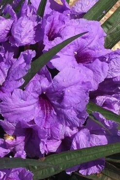 Katie Purple Dwarf Mexican Petunia (Ruellia) - 10 Pack Of Quart Pots -Plant Shop ruellia katie purple dwarf mexican petunia 6