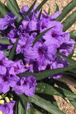 Katie Purple Dwarf Mexican Petunia (Ruellia) - 10 Pack Of Quart Pots -Plant Shop ruellia katie purple dwarf mexican petunia 7
