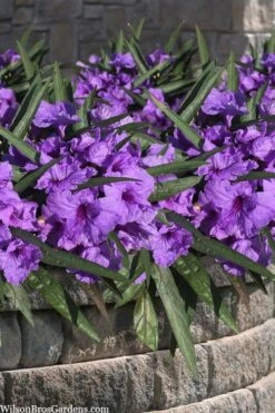 Katie Purple Dwarf Mexican Petunia (Ruellia) - 10 Pack Of Quart Pots -Plant Shop ruellia katie purple dwarf mexican petunia 8