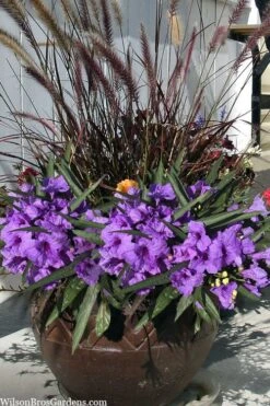 Katie Purple Dwarf Mexican Petunia (Ruellia) - 10 Pack Of Quart Pots -Plant Shop ruellia katie purple dwarf mexican petunia 9