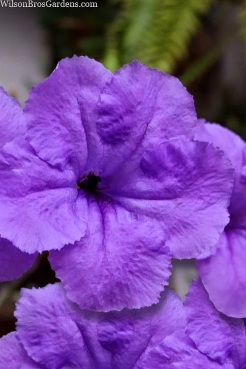 Purple Showers Mexican Petunia - Ruellia - 1 Gallon Pot 5 Purple Showers Mexican Petunia - Ruellia - 1 Gallon Pot - Image 3