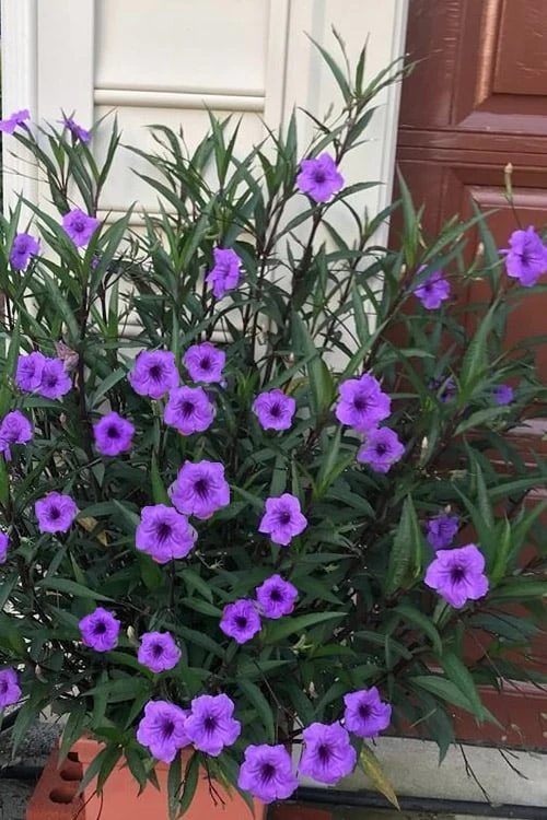 Purple Showers Mexican Petunia - Ruellia - 1 Gallon Pot 3 Purple Showers Mexican Petunia - Ruellia - 1 Gallon Pot