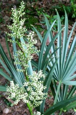 Blue Stem Dwarf Palmetto Palm (Sabal Minor) - 3 Gallon Pot -Plant Shop sabal minor dwarf blue stem palmetto palm 1 1