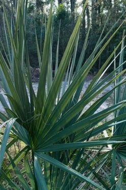 Blue Stem Dwarf Palmetto Palm (Sabal Minor) - 3 Gallon Pot -Plant Shop sabal minor dwarf blue stem palmetto palm 3 1