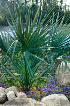 Blue Stem Dwarf Palmetto Palm (Sabal Minor) - 3 Gallon Pot -Plant Shop sabal minor dwarf blue stem palmetto palm 5 1
