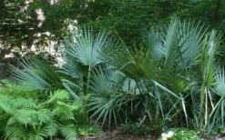 Blue Stem Dwarf Palmetto Palm (Sabal Minor) - 7 Gallon Pot -Plant Shop sabal minor dwarf blue stem palmetto palm 6