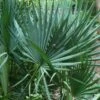 Blue Stem Dwarf Palmetto Palm (Sabal Minor) - 7 Gallon Pot -Plant Shop sabal minor dwarf blue stem palmetto palm 7