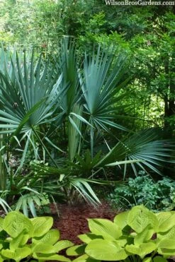 Blue Stem Dwarf Palmetto Palm (Sabal Minor) - 7 Gallon Pot -Plant Shop sabal minor dwarf blue stem palmetto palm 8