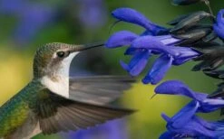 Black And Blue Salvia (Blue Anise Sage) - Salvia Guaranitica - 7.5" Pot 15 Black And Blue Salvia (Blue Anise Sage) - Salvia Guaranitica - 7.5" Pot -Plant Shop salvia guaranitica black and blue blue anise sage 22 1