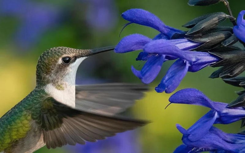 Black And Blue Salvia (Blue Anise Sage) - Salvia Guaranitica - 7.5" Pot 6 Black And Blue Salvia (Blue Anise Sage) - Salvia Guaranitica - 7.5" Pot - Image 4