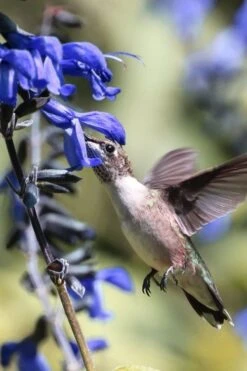 Black And Blue Salvia (Blue Anise Sage) - Salvia Guaranitica -1 Gallon Pot -Plant Shop salvia guaranitica black and blue blue anise sage 23