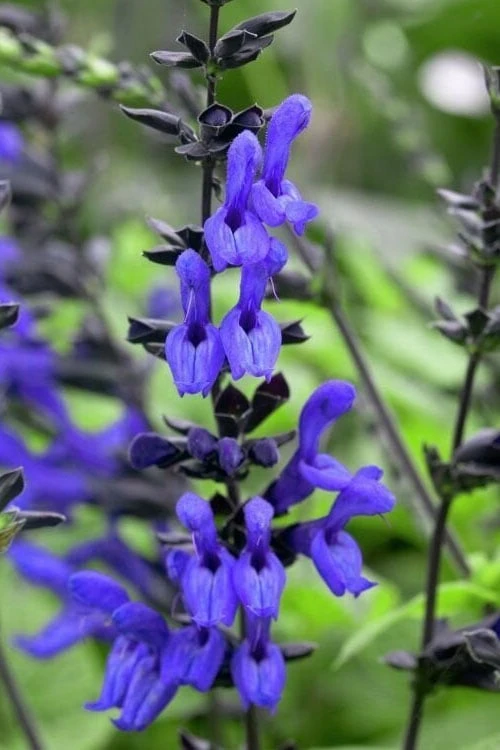 Black And Blue Salvia (Blue Anise Sage) - Salvia Guaranitica - 7.5" Pot 8 Black And Blue Salvia (Blue Anise Sage) - Salvia Guaranitica - 7.5" Pot - Image 6
