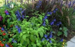 Black And Blue Salvia (Blue Anise Sage) - Salvia Guaranitica - 7.5" Pot 19 Black And Blue Salvia (Blue Anise Sage) - Salvia Guaranitica - 7.5" Pot -Plant Shop salvia guaranitica black and blue blue anise sage 26 1