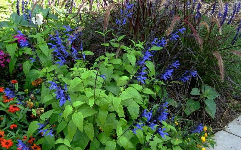 Black And Blue Salvia (Blue Anise Sage) - Salvia Guaranitica - 7.5" Pot 10 Black And Blue Salvia (Blue Anise Sage) - Salvia Guaranitica - 7.5" Pot - Image 8