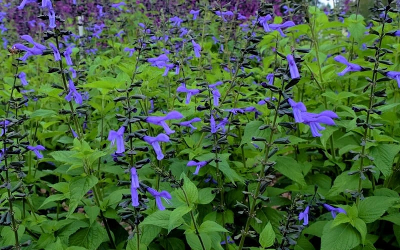 Black And Blue Salvia (Blue Anise Sage) - Salvia Guaranitica - 7.5" Pot 12 Black And Blue Salvia (Blue Anise Sage) - Salvia Guaranitica - 7.5" Pot - Image 10
