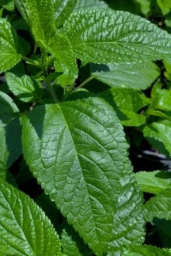 Black And Blue Salvia (Blue Anise Sage) - Salvia Guaranitica - 7.5" Pot 20 Black And Blue Salvia (Blue Anise Sage) - Salvia Guaranitica - 7.5" Pot -Plant Shop salvia guaranitica black and blue blue anise sage 28 1