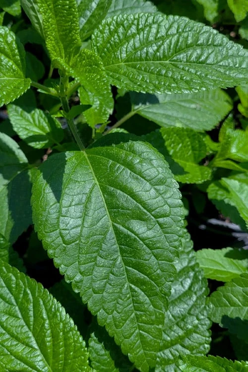 Black And Blue Salvia (Blue Anise Sage) - Salvia Guaranitica - 7.5" Pot 11 Black And Blue Salvia (Blue Anise Sage) - Salvia Guaranitica - 7.5" Pot - Image 9
