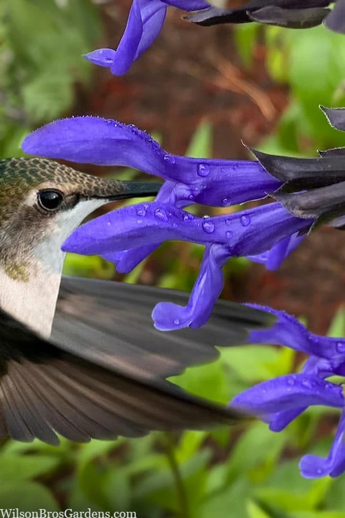 Black And Blue Salvia (Blue Anise Sage) - Salvia Guaranitica - 7.5" Pot 3 Black And Blue Salvia (Blue Anise Sage) - Salvia Guaranitica - 7.5" Pot