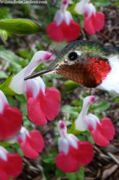 Hot Lips Sage - Salvia Microphylla - 7.5" Pot -Plant Shop salvia microphylla hot lips sage 102