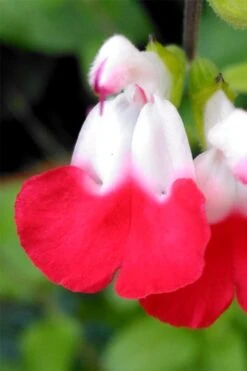 Hot Lips Sage - Salvia Microphylla - 7.5" Pot -Plant Shop salvia microphylla hot lips sage 107