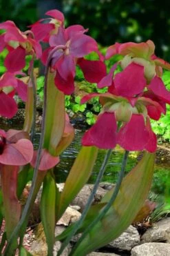 Bug Bat Pitcher Plant (Sarracenia) - 2.5 Quart Pot -Plant Shop sarracenia bug bat pitcher plant 1