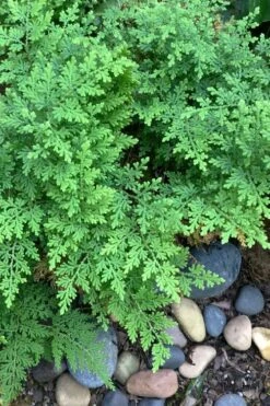 Arborvitae Fern (Selaginella Braunii) - 1 Gallon Pot -Plant Shop selaginella braunii arborvitae fern 2 1