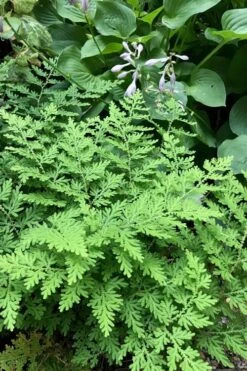 Arborvitae Fern (Selaginella Braunii) - 2.5 Quart Pot -Plant Shop selaginella braunii arborvitae fern 3