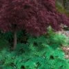 Arborvitae Fern (Selaginella Braunii) - 1 Gallon Pot -Plant Shop selaginella braunii arborvitae fern 6 1