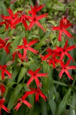Scarlet Catchfly (Silene Virginica) - 1 Gallon Pot -Plant Shop silene virginica fire pink scarlet catchfly 10