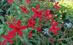 Scarlet Catchfly (Silene Virginica) - 1 Gallon Pot -Plant Shop silene virginica fire pink scarlet catchfly 12