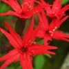 Scarlet Catchfly (Silene Virginica) - 1 Gallon Pot 1 Scarlet Catchfly (Silene Virginica) - 1 Gallon Pot -Plant Shop silene virginica fire pink scarlet catchfly 14