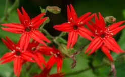 Scarlet Catchfly (Silene Virginica) - 1 Gallon Pot -Plant Shop silene virginica fire pink scarlet catchfly 6