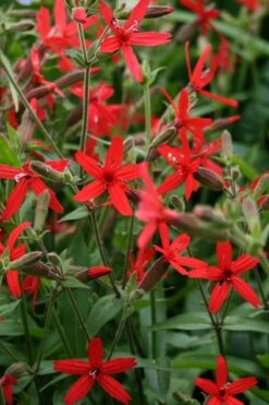 Scarlet Catchfly (Silene Virginica) - 1 Gallon Pot -Plant Shop silene virginica fire pink scarlet catchfly 8