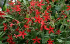 Scarlet Catchfly (Silene Virginica) - 1 Gallon Pot -Plant Shop silene virginica fire pink scarlet catchfly 9