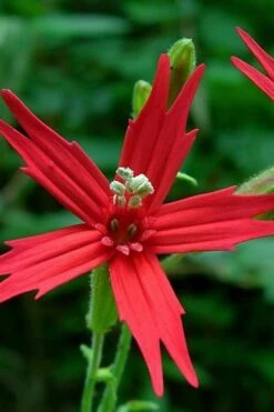 Scarlet Catchfly (Silene Virginica) - 1 Gallon Pot -Plant Shop silene virginica fre pink scarlet catchfly 1