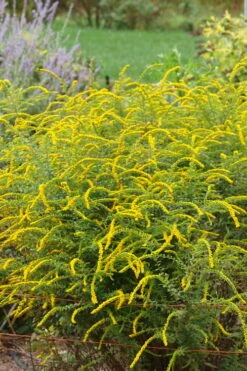 Fireworks Goldenrod (Solidago) - 1 Gallon Pot -Plant Shop solidago rugosum fireworks goldenrod 25