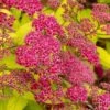 Gold Flame Spirea - 3 Gallon Pot -Plant Shop spirea bulmalda gold flame 1