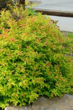 Gold Flame Spirea - 3 Gallon Pot 13 Gold Flame Spirea - 3 Gallon Pot -Plant Shop spirea bumalda gold flame 3